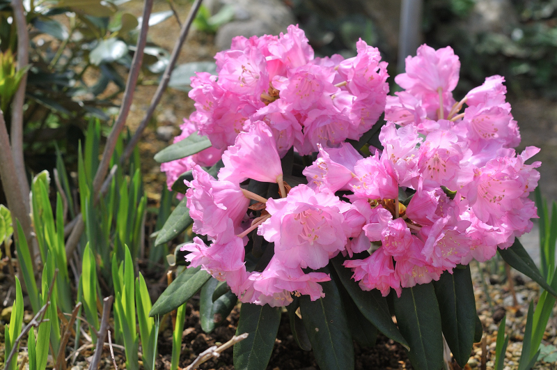 立山桜の花