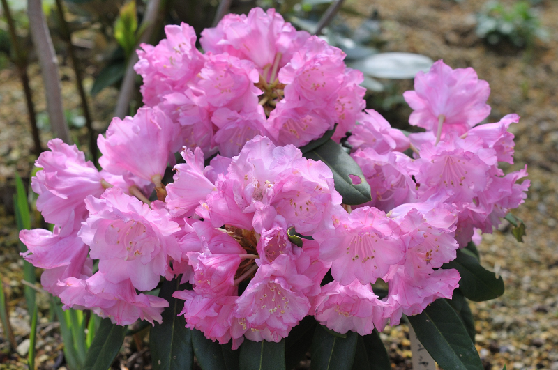 立山桜の花