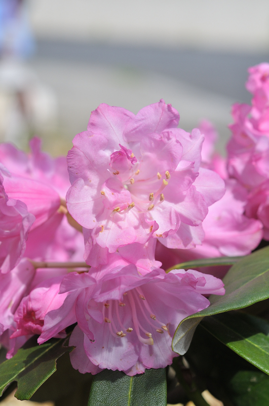 本石楠花・立山桜の花のアップ