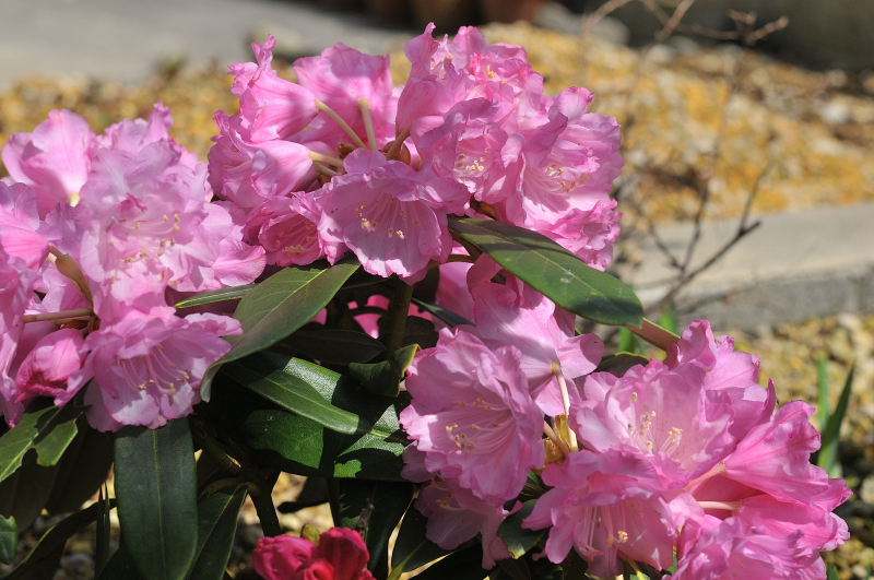 本石楠花の花
