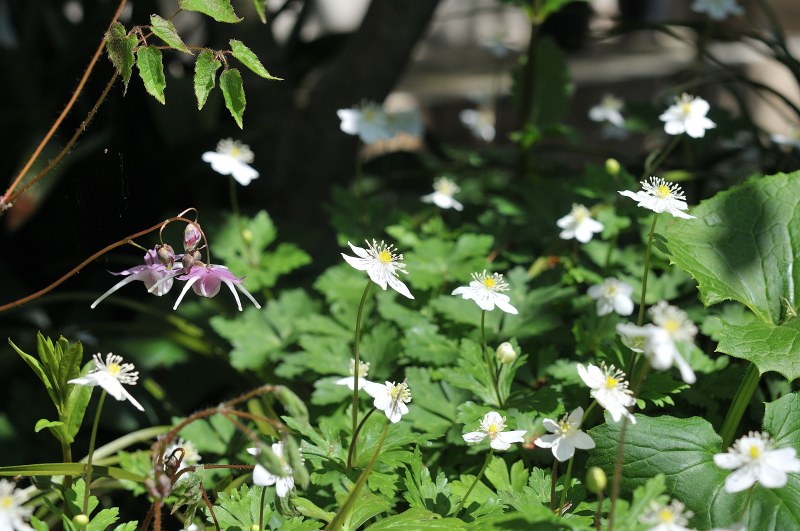 イカリソウとニリンソウ