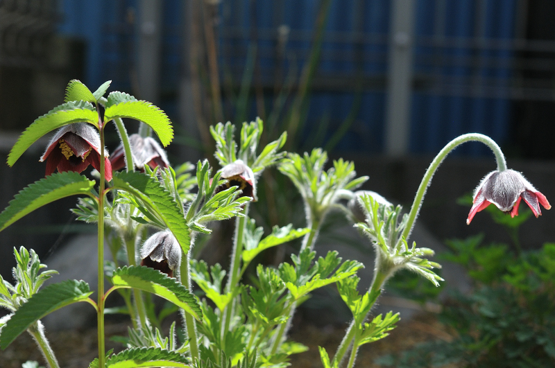 オキナグサの花