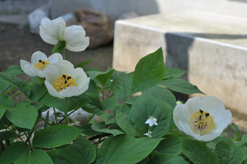 ヤマシャクヤクの花です