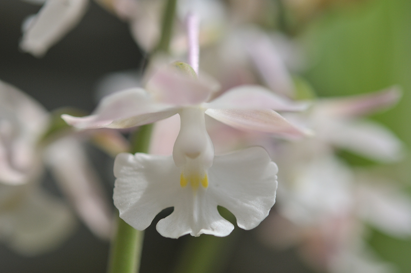 ニオイエビネ(御蔵桜丸)の花のアップです