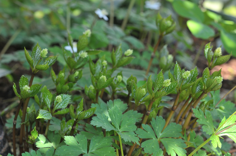 ヒトリシズカの花です