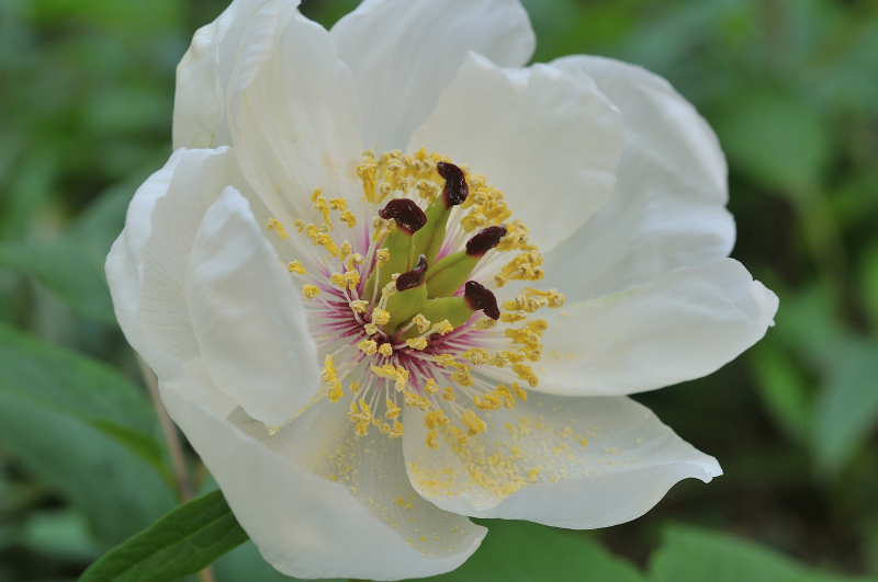 ヤマシャクヤクの花のあっぷ