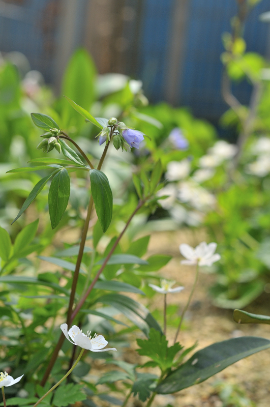 ミヤマハナシノブの咲き始め