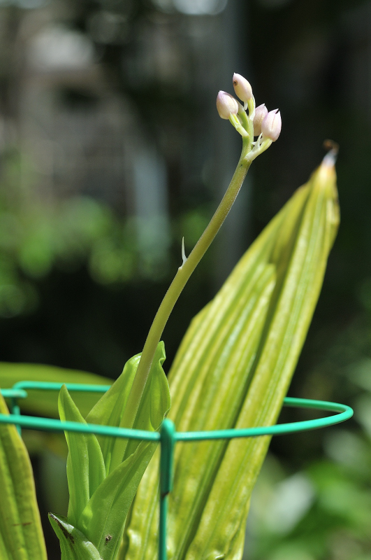 ニオイエビネの蕾です