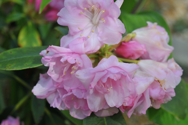 天城ボタンの花です