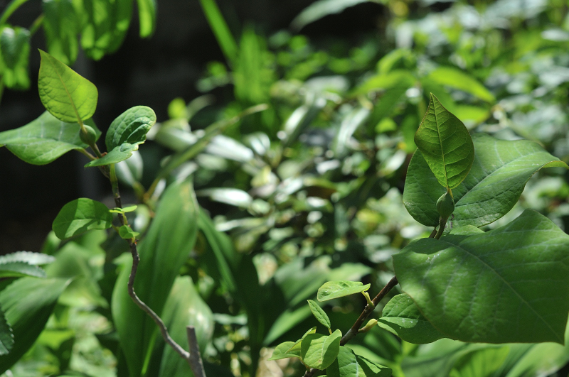 長野県蓼科産のオオヤマレンゲです