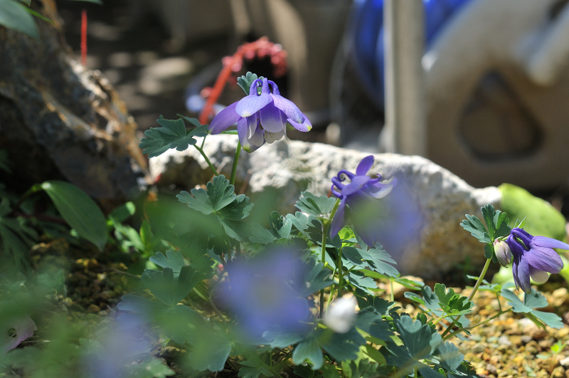 庭植えのミヤマオダマキ
