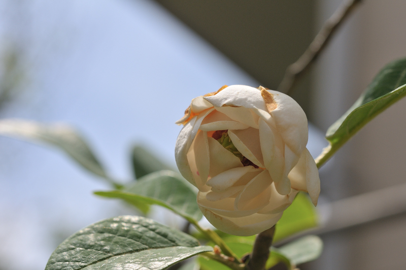 オオヤマレンゲの花です