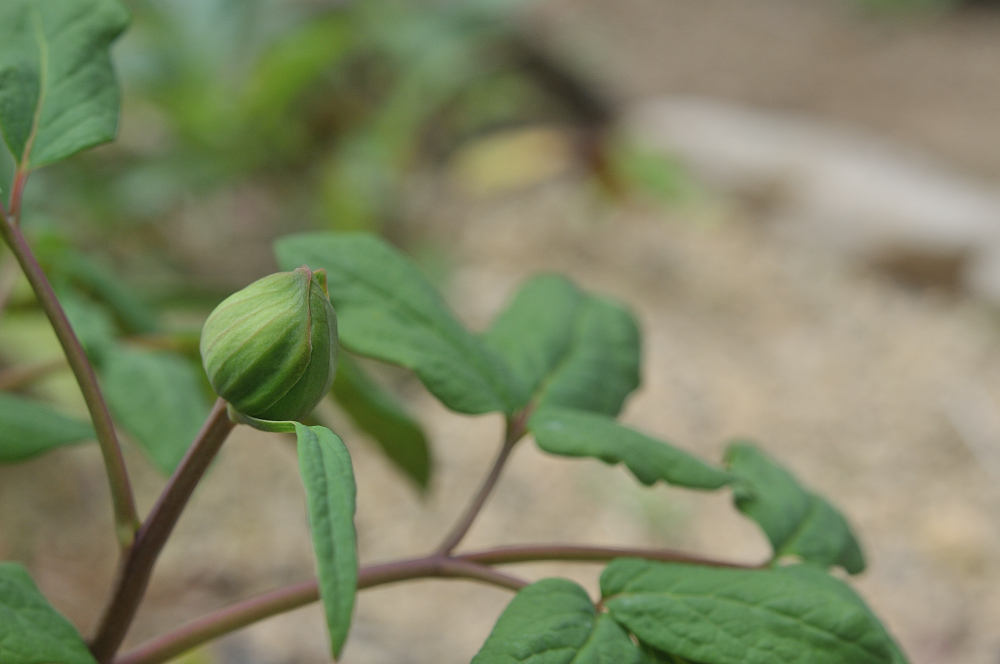 ヤマシャクヤクのつぼみのアップ