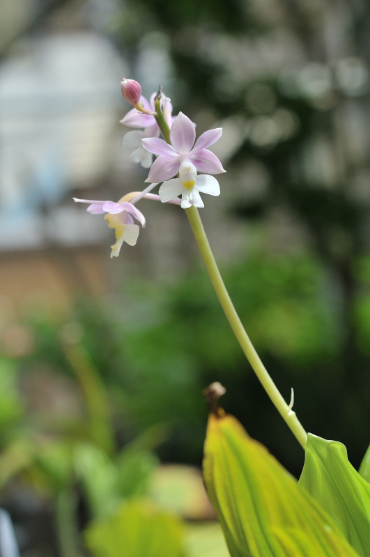 ニオイエビネの花です