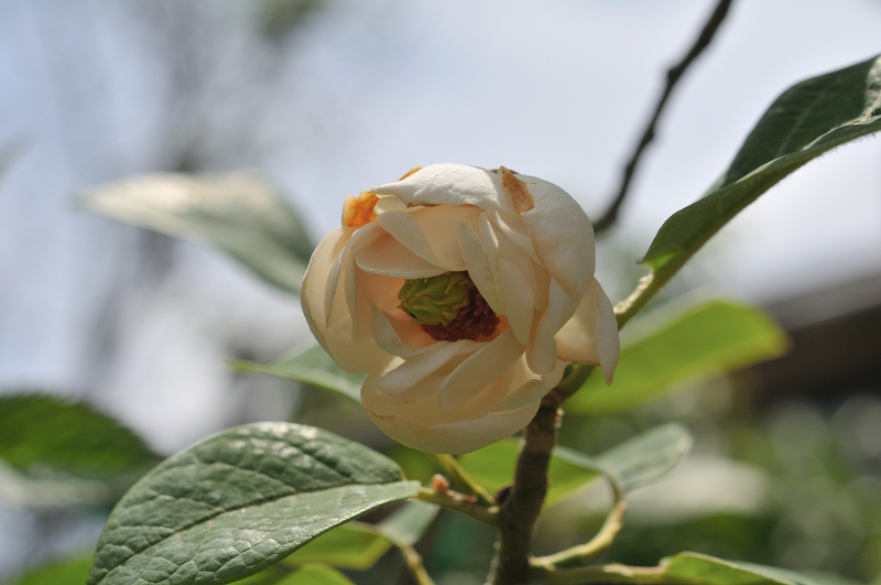 九州産・オオヤマレンゲの花です