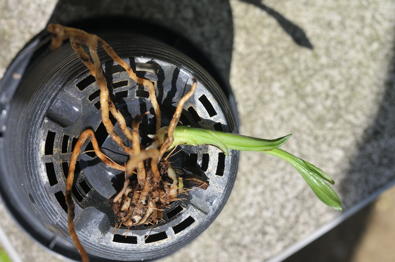 ニオイエビネ・夢殿の植え替え