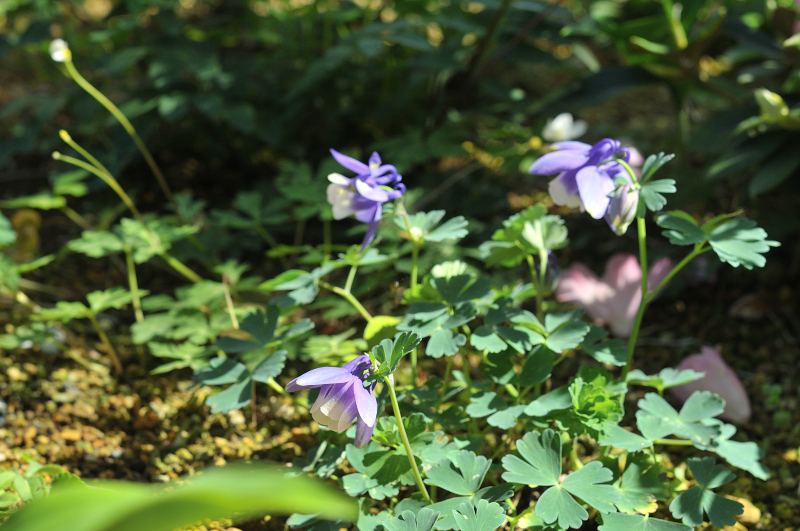 ミヤマオダマキの花です