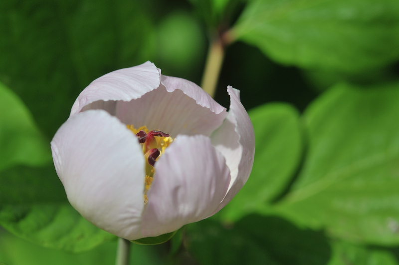紅花山芍薬の花のアップ