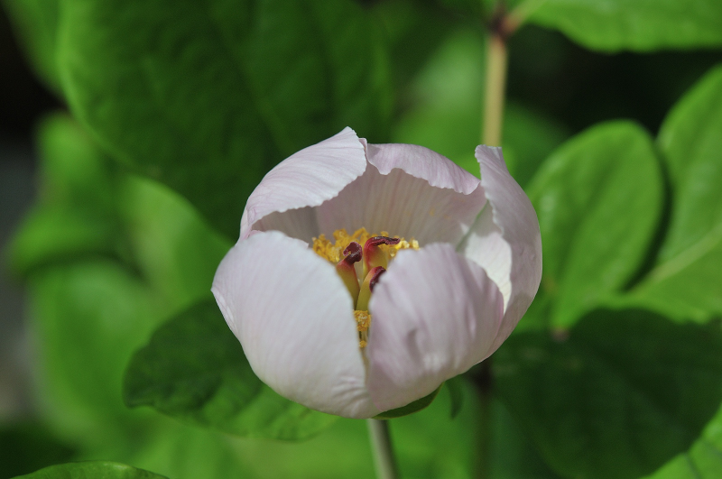 ベニバナヤマシャクヤクの花です
