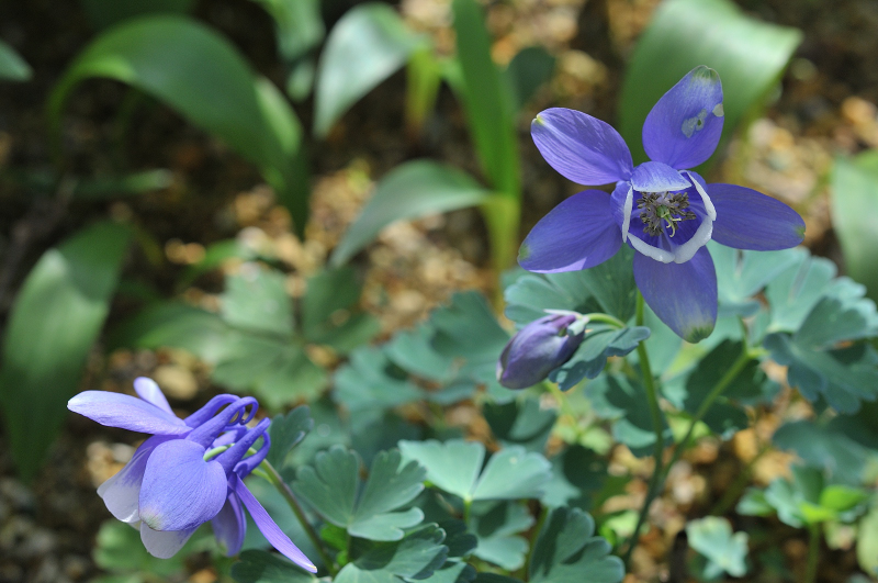 ミヤマオダマキの花のアップ