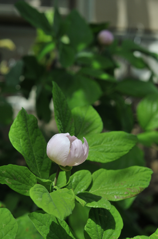 ベニバナヤマシャクヤクの花です