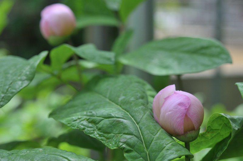 ベニバナヤマシャクヤクの花弁です