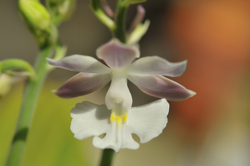 花のアップです