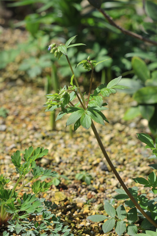ミヤマハナシノブの蕾に色が付いた所です
