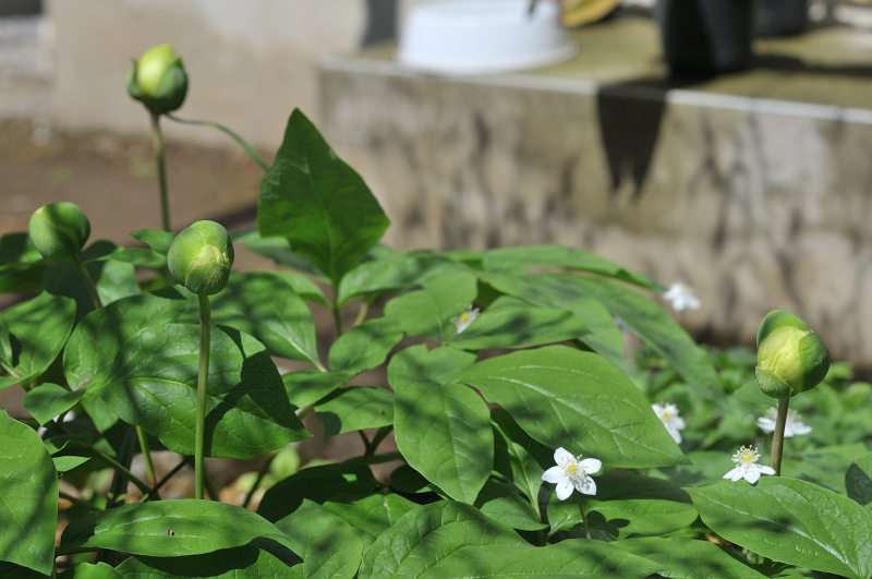 ヤマシャクヤクの開花前