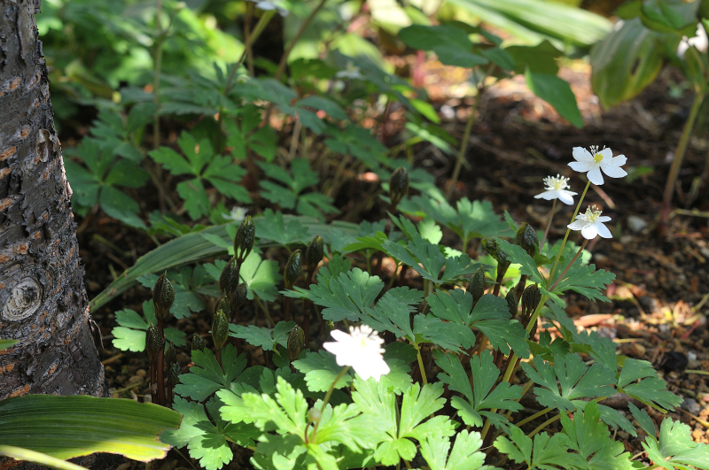 ヒトリシズカの芽出し