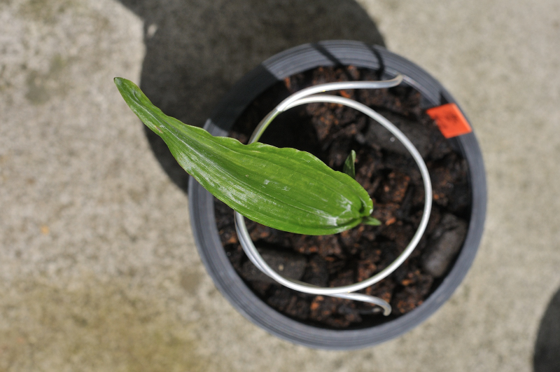 ニオイエビネ・夢殿の葉っぱです