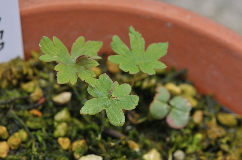 エゾグンナイフウロの実生