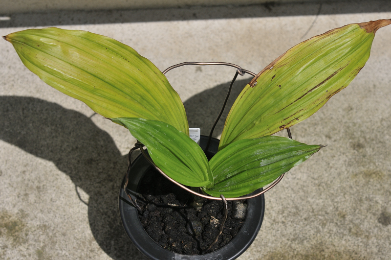 ニオイエビネ・御蔵惠水の葉っぱです