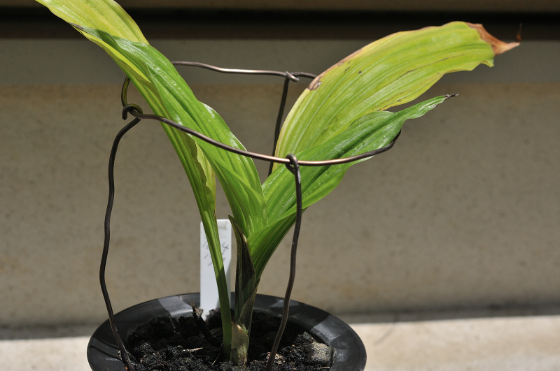 ニオイエビネ・御蔵惠水の葉っぱです