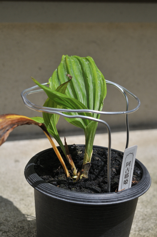 ニオイエビネ・阿古耶姫の葉っぱです