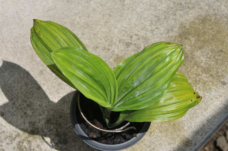 ニオイエビネ・御蔵桜凛の葉っぱです