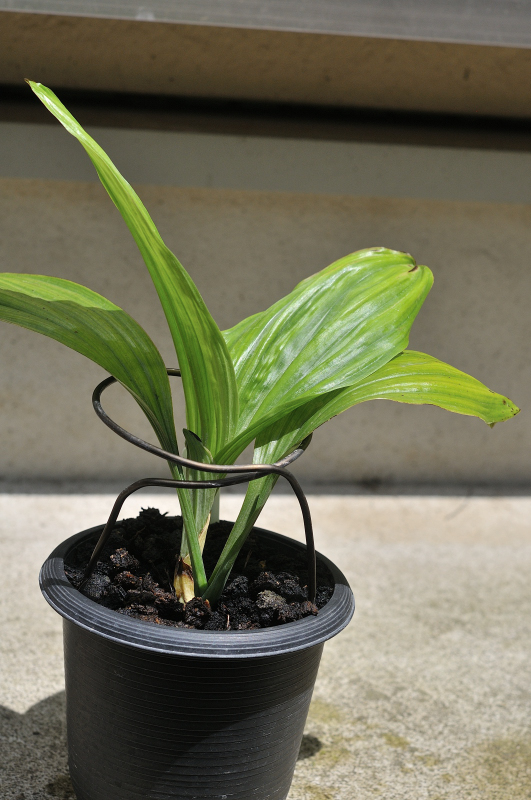 ニオイエビネ・御蔵桜凛の葉っぱです