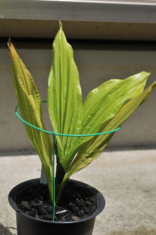 ニオイエビネ・御香梅の葉っぱです