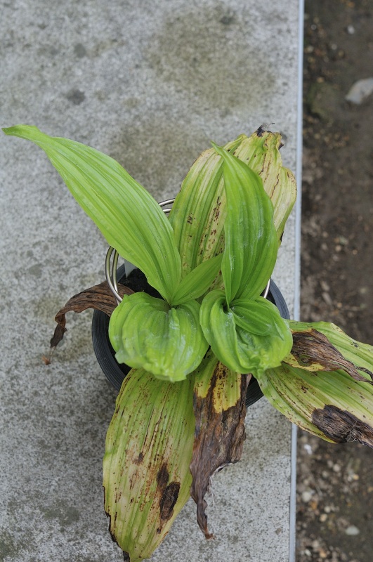 ニオイエビネ・御蔵桜香の葉っぱです