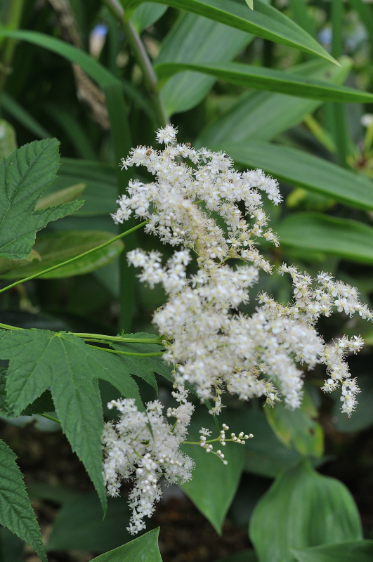 オニシモツケの花です