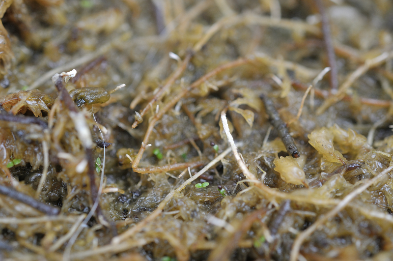 イワナシ？らしき沢山の芽です