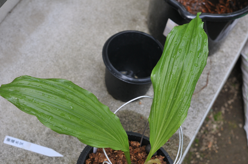ニオイエビネ・御蔵桜龍の葉っぱです