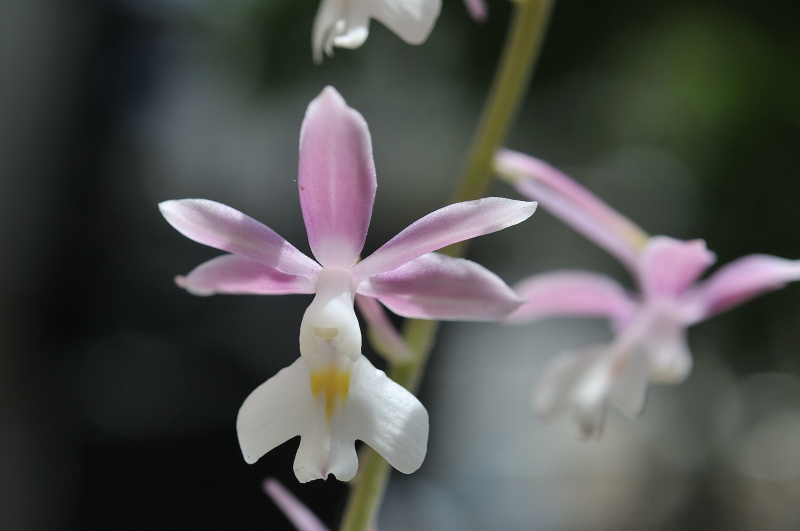 自然種ニオイエビネの花です
