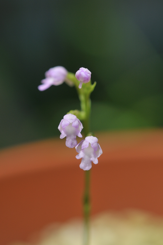 ヒナランの花です