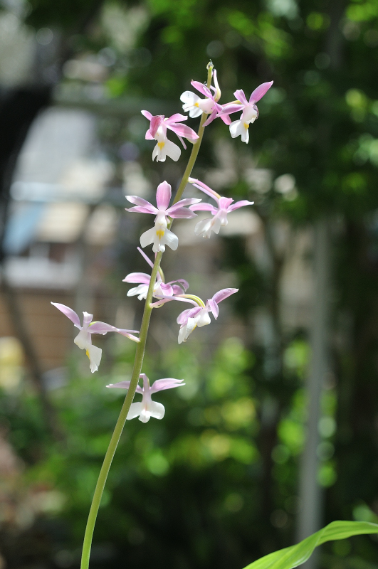 ニオイエビネの花です