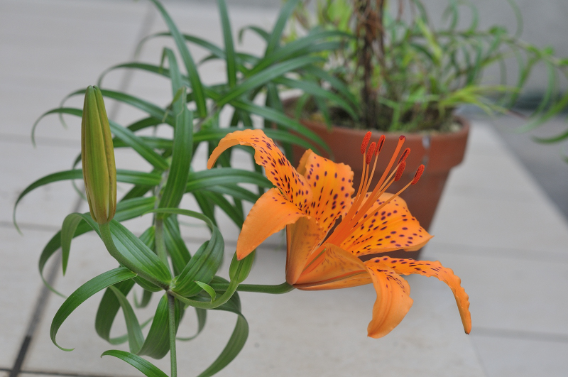 ミヤマスカシユリの花と蕾