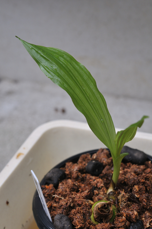 植え替え後のニオイエビネ・御蔵水宝です