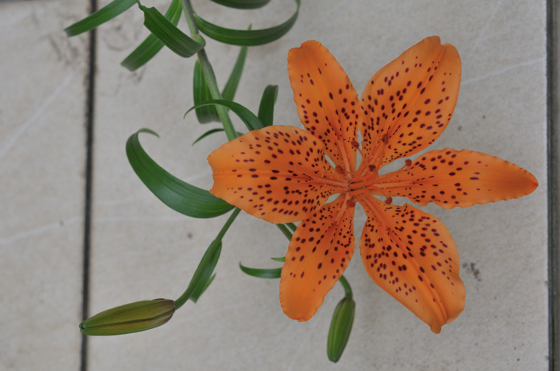 ミヤマスカシユリの花弁