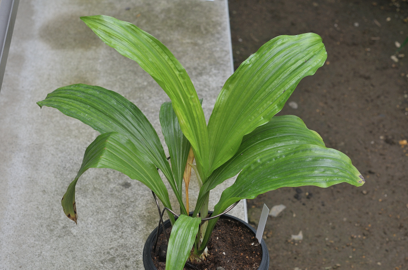 ニオイエビネの葉っぱです