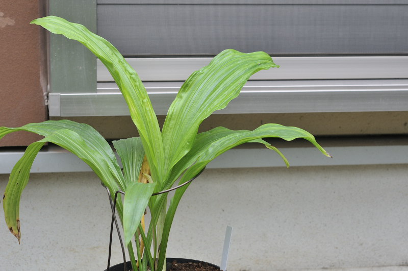 無銘ニオイエビネの葉っぱです